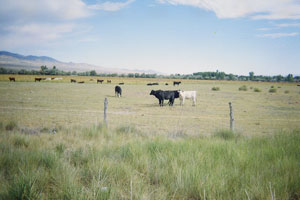 cows grazing, as the highway winds toward the connection with Intersatate 70, at Salinas, Utah